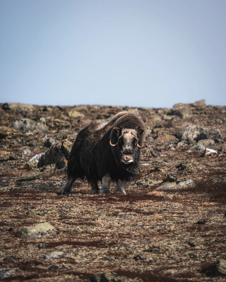 Musk Oxen of Dovrefjell, photo 4