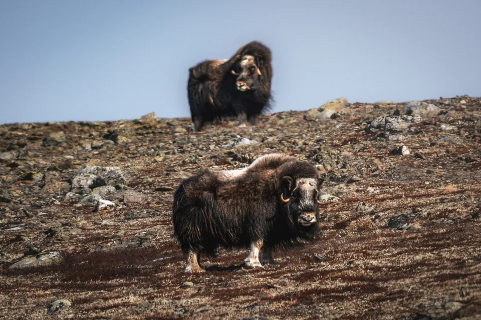 Musk Oxen of Dovrefjell, photo 1