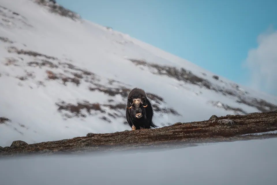 Musk Oxen of Dovrefjell, photo 2