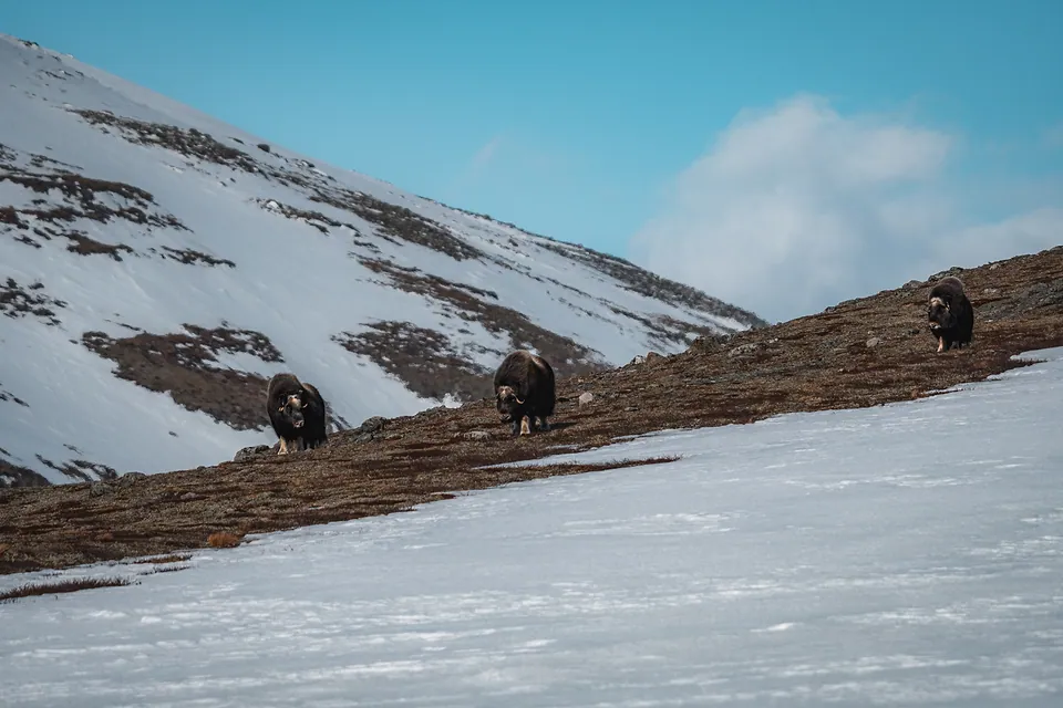 Musk Oxen of Dovrefjell, photo 8