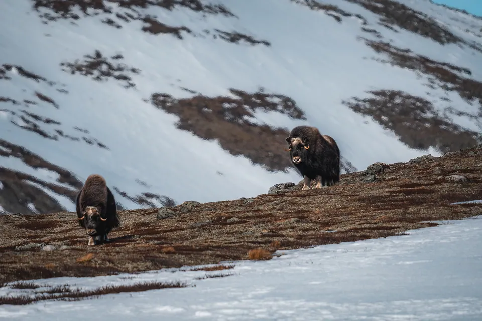 Musk ox in the wild
