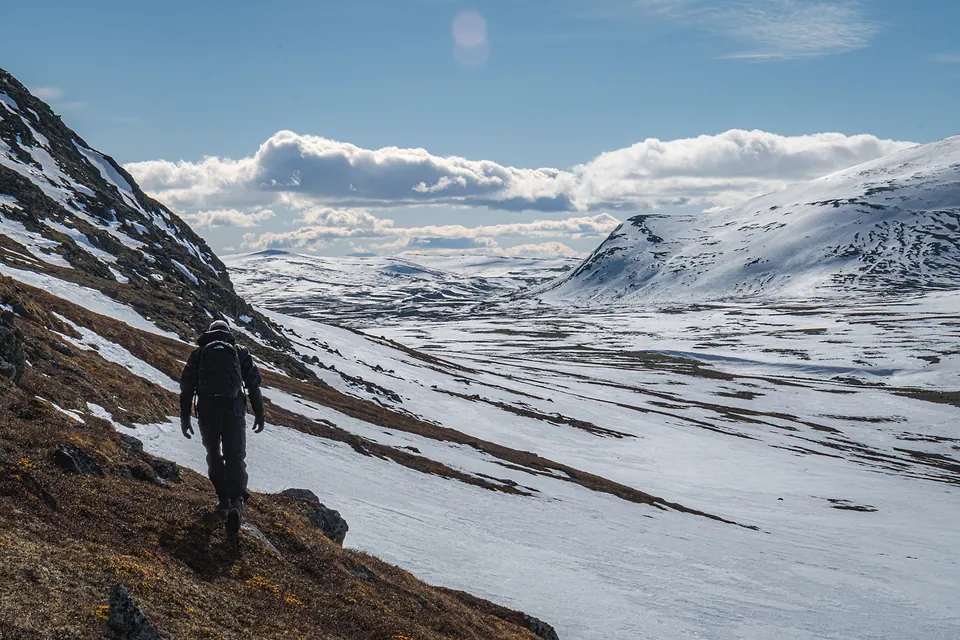 Musk Oxen of Dovrefjell, photo 9