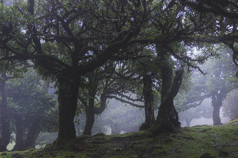 Madeira, photo 25