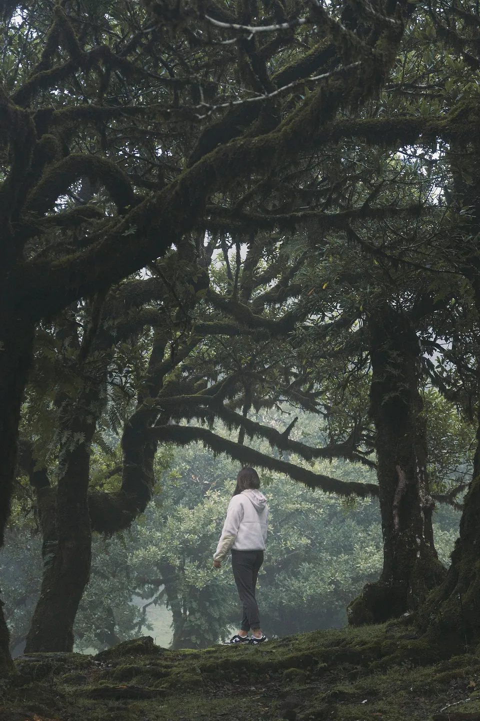 Madeira, photo 5