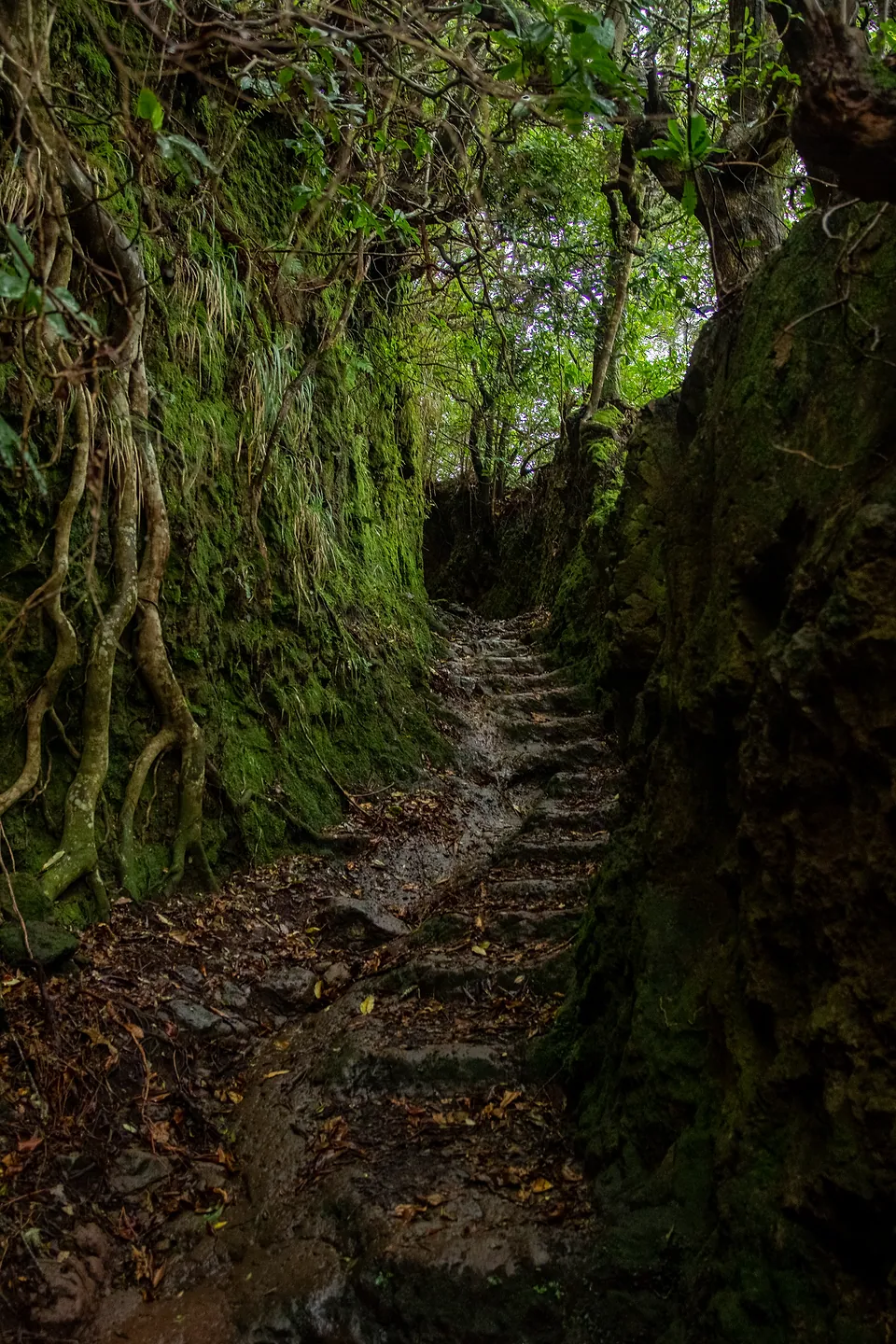 Madeira, photo 8