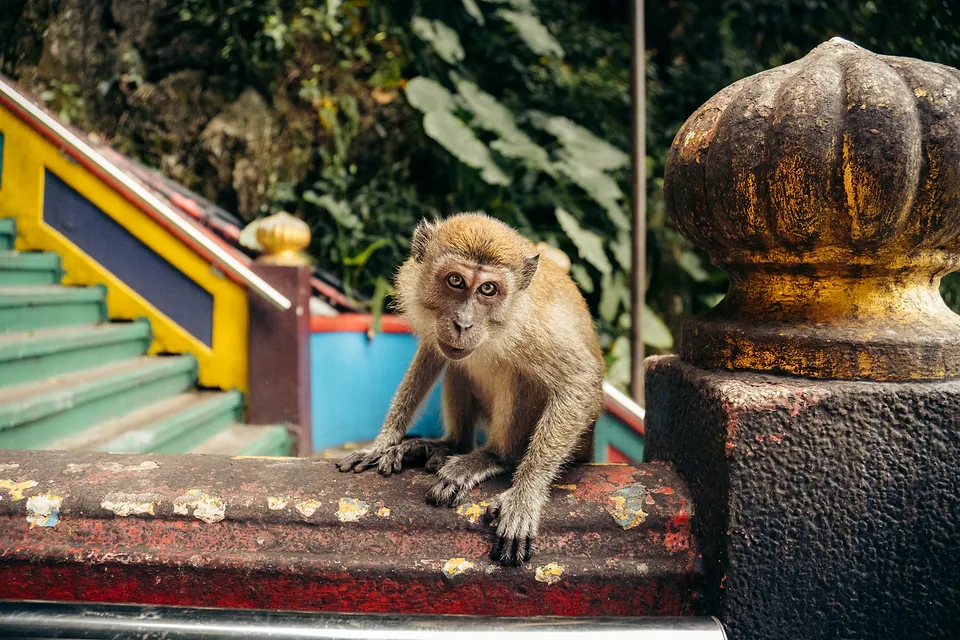 Malaysia, photo 10