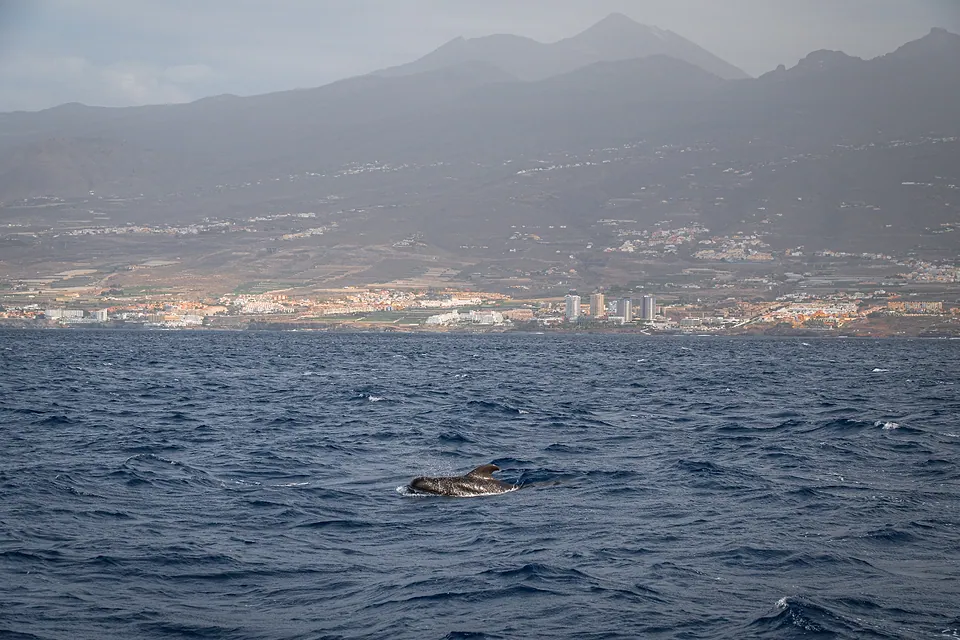 Tenerife, photo 9