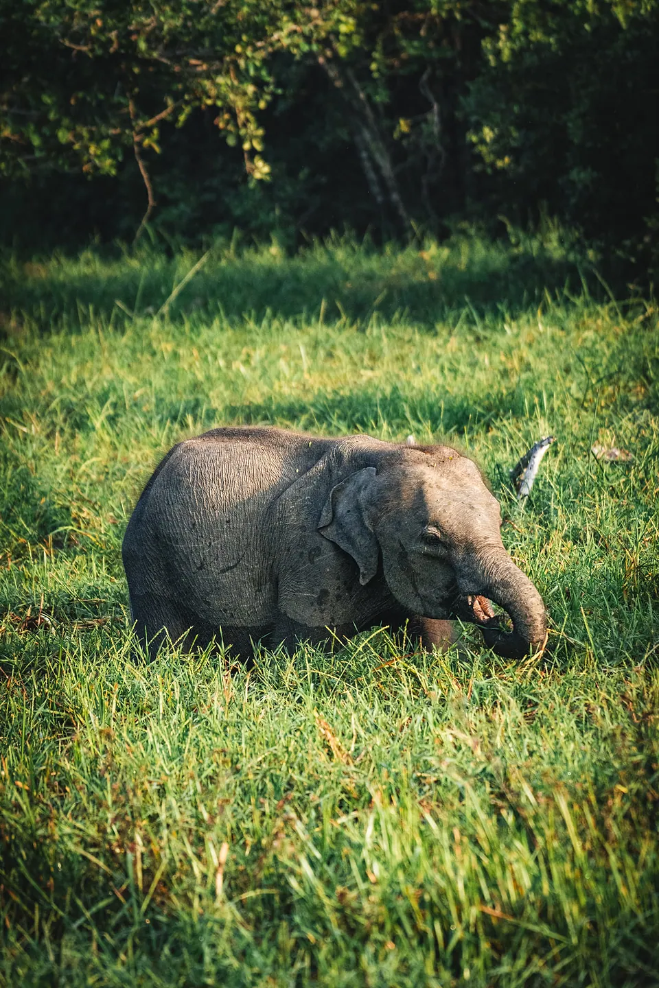 Yala National Park, photo 4