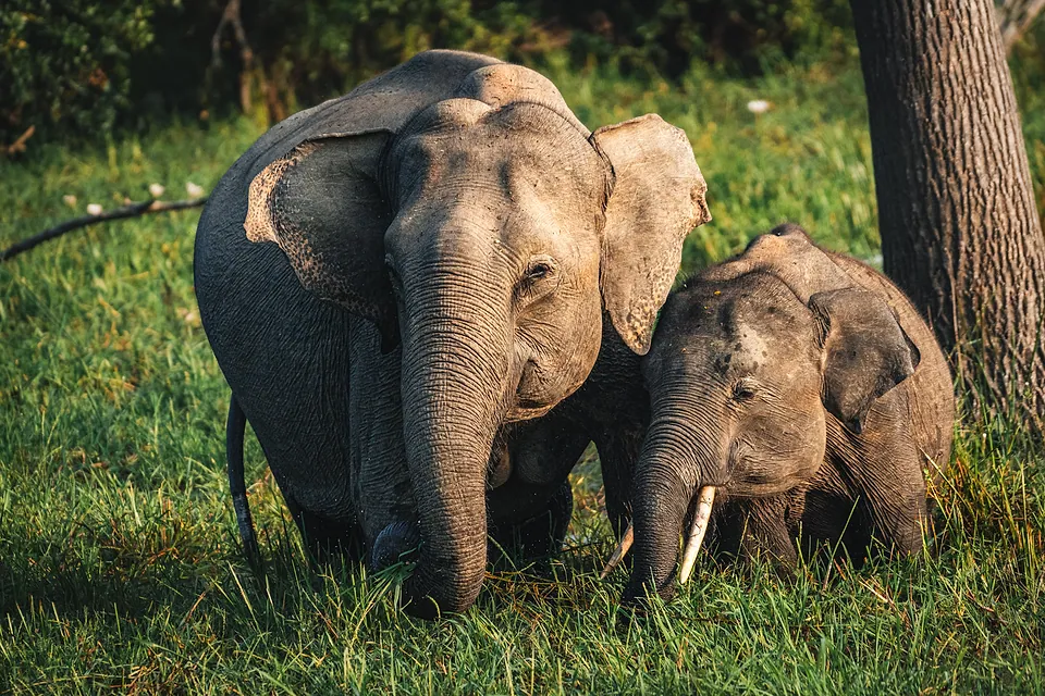 Yala National Park, photo 6