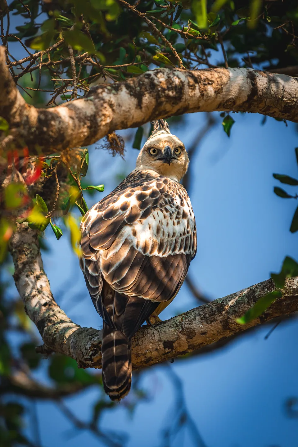 Yala National Park, photo 5