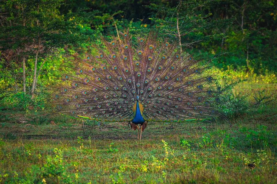 Yala National Park, photo 11