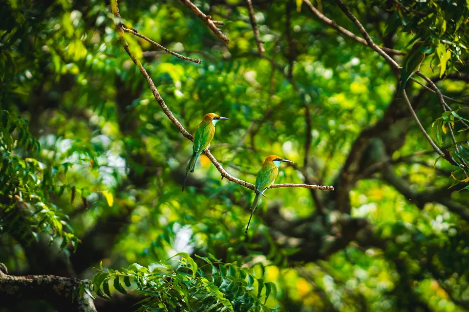 Yala National Park, photo 1
