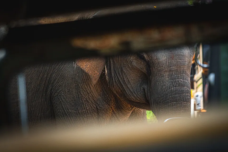 Yala National Park, photo 12