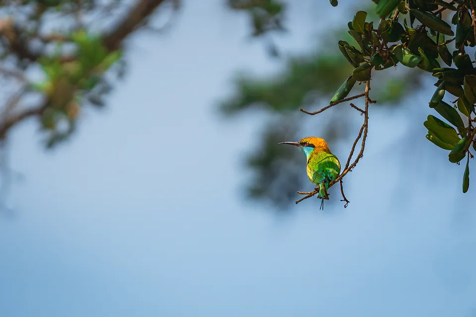 Yala National Park, photo 15