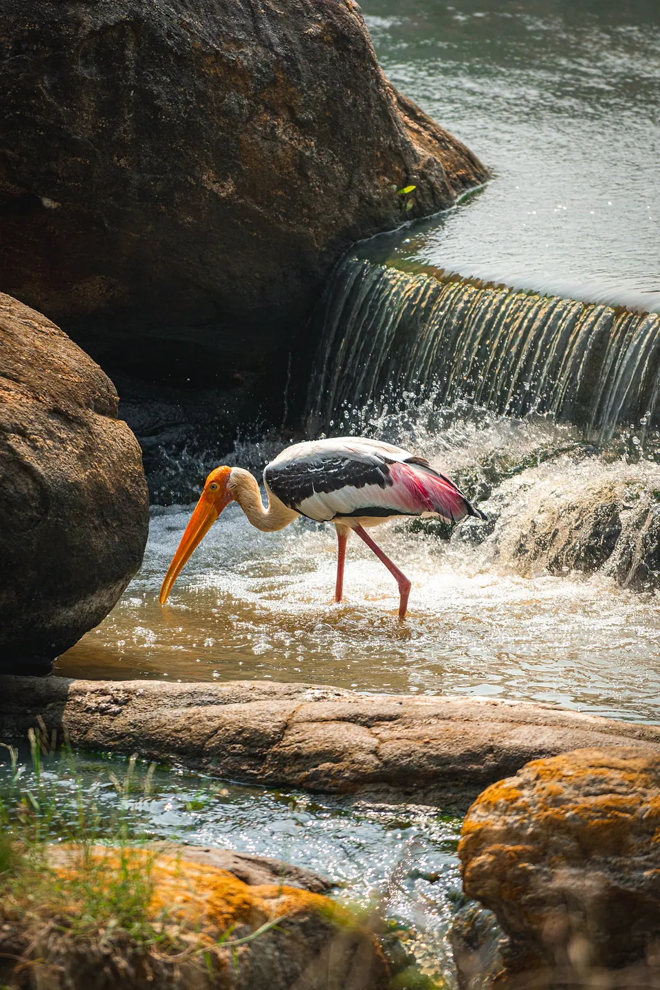 Yala National Park, photo 13