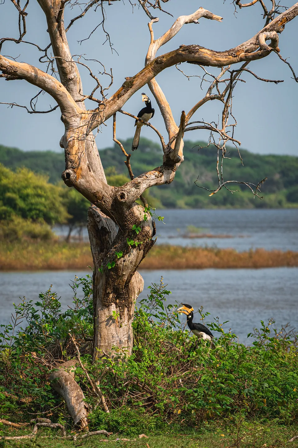 Yala National Park, photo 7