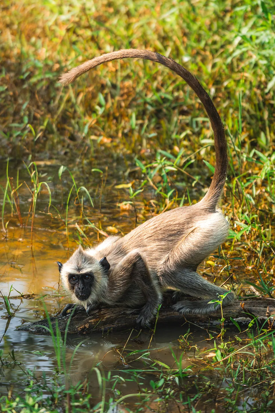 Yala National Park, photo 9