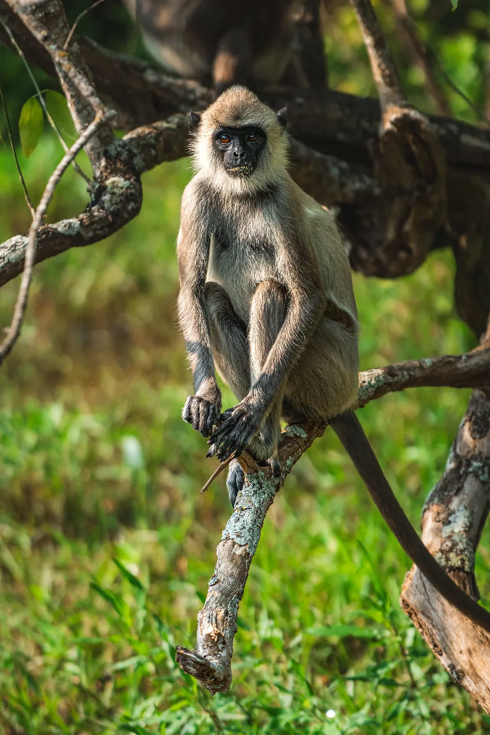 Yala National Park, photo 14
