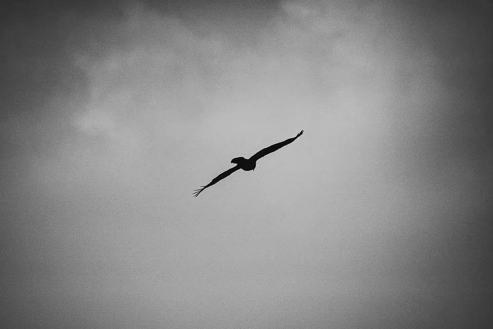 Yala National Park, photo 10