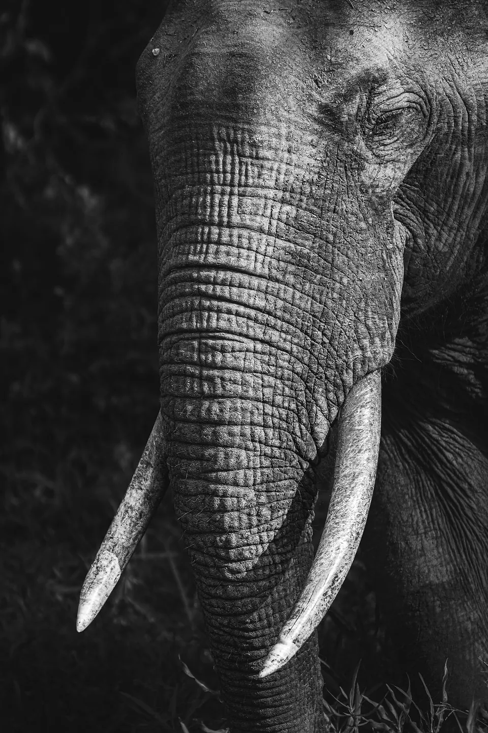 Yala National Park, photo 8