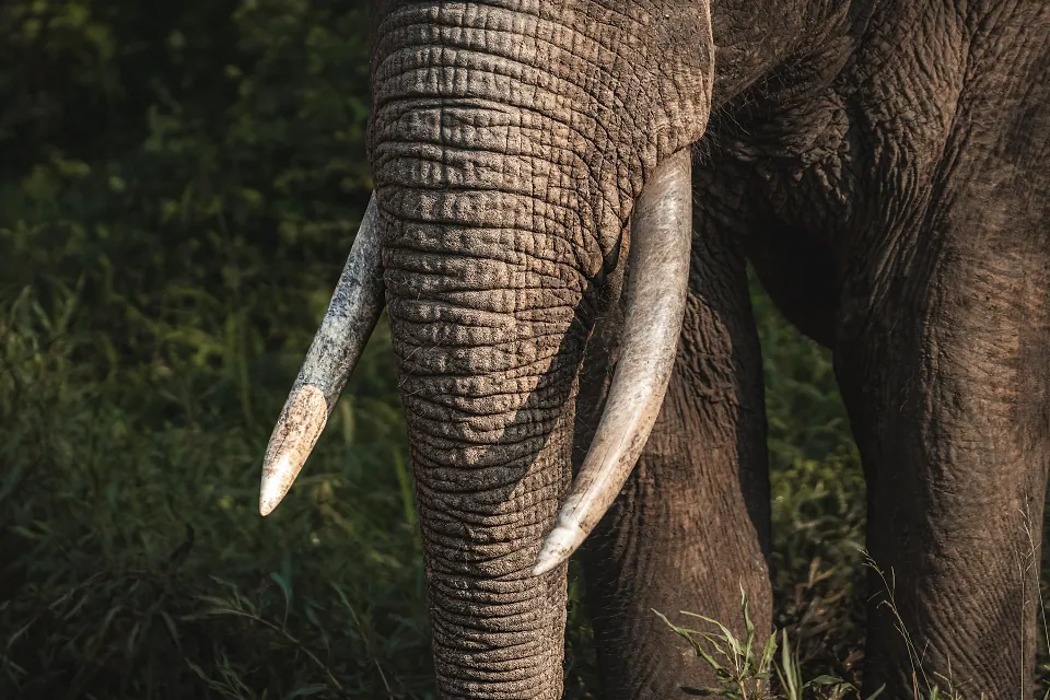 Yala National Park, photo 2